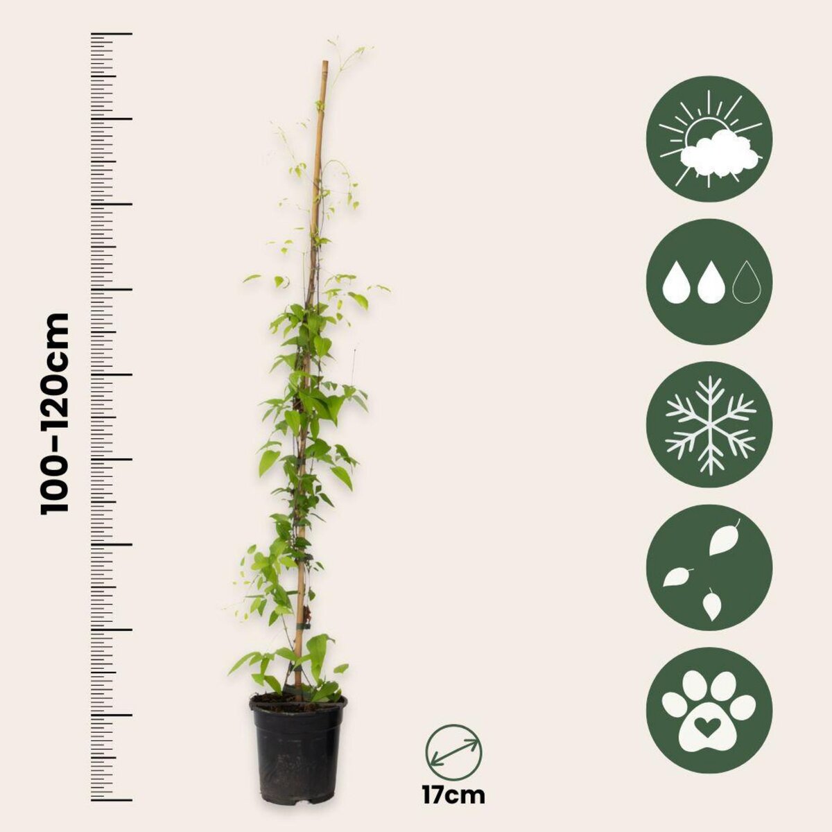 PLANT IN A BOX Clématite - Clematis 'Hagley Hybrid' - Hauteur 100-120cm - ⌀17cm