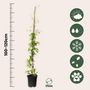 Voir la diapositive 2 : PLANT IN A BOX Clématite - Clematis 'Hagley Hybrid' - Hauteur 100-120cm - ⌀17cm