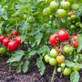 Lot de 10 tuteurs spirales pour tomates – En acier – Hauteur : 200 cm