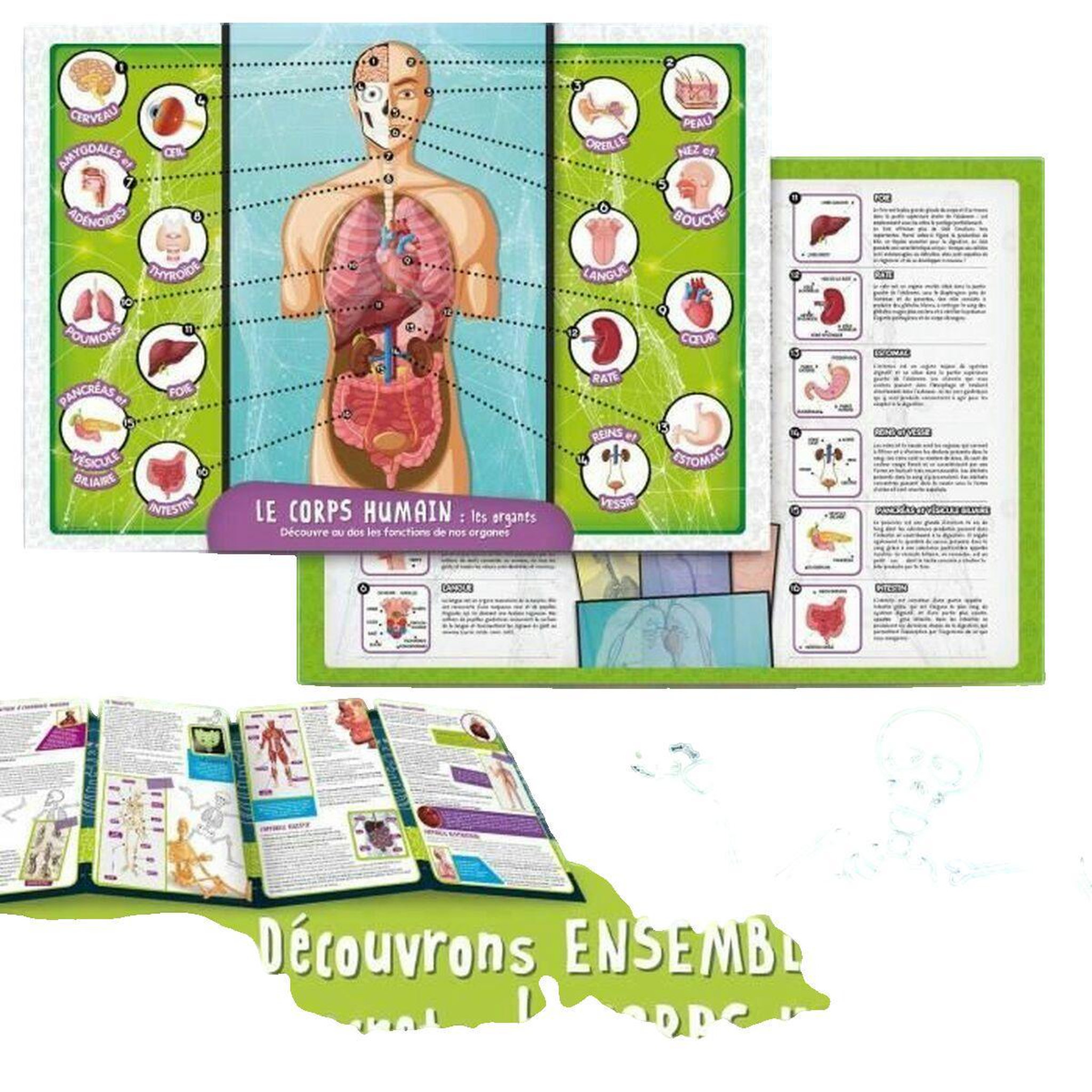Voir la diapositive 2 : LISCIANI GIOCHI Kit scientifique Lisciani Giochi Découverte du corps humain - I'M A GENIUS POCKET