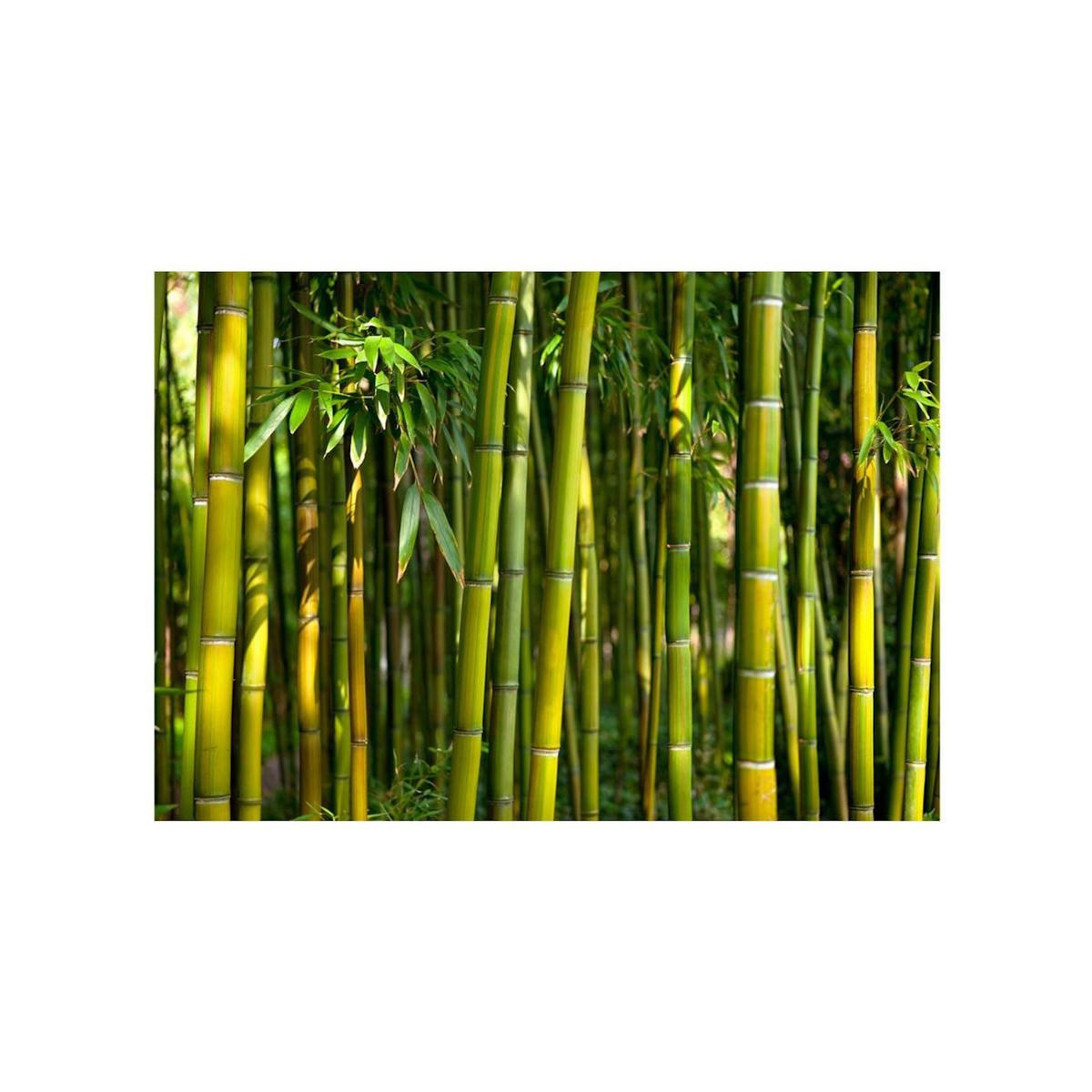 Paris Prix Papier Peint  Oriental Garden