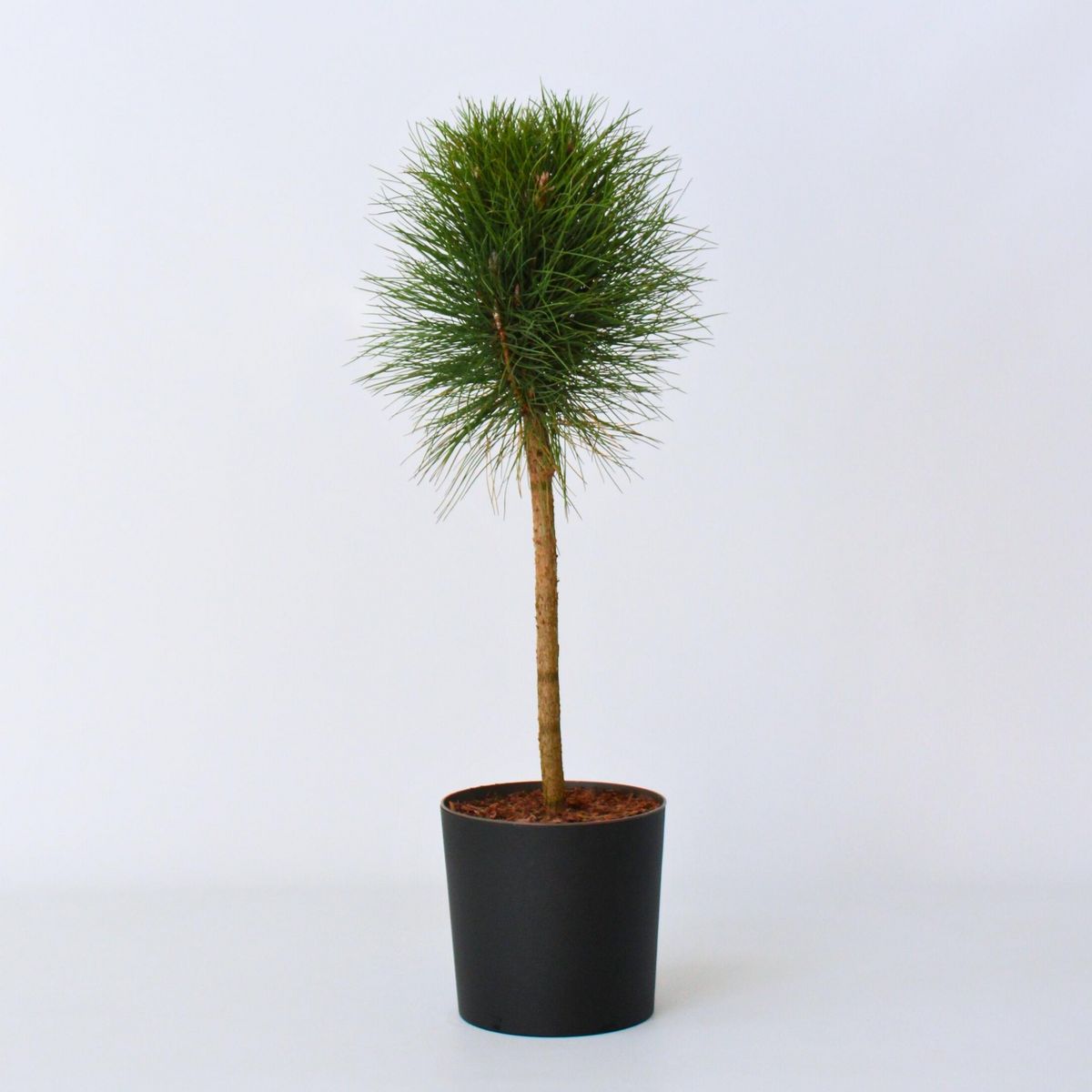 PLANT IN A BOX Pin d'été - Pinus 'Summer Breeze' - Hauteur 70-80cm - ⌀24cm