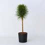 Voir la diapositive 5 : PLANT IN A BOX Pin d'été - Pinus 'Summer Breeze' - Hauteur 70-80cm - ⌀24cm