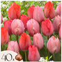Voir la diapositive 1 : PLANT IN A BOX Tulipe - Set de 40 - Tulipa 'Salmon', 'Van Eijk' - Bulbes à fleurs - Rouge