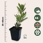 Voir la diapositive 2 : PLANT IN A BOX Fruits de l'arbousier - Set de 6 - Arbutus 'Unedo' - Hauteur 25-40cm - ⌀9cm