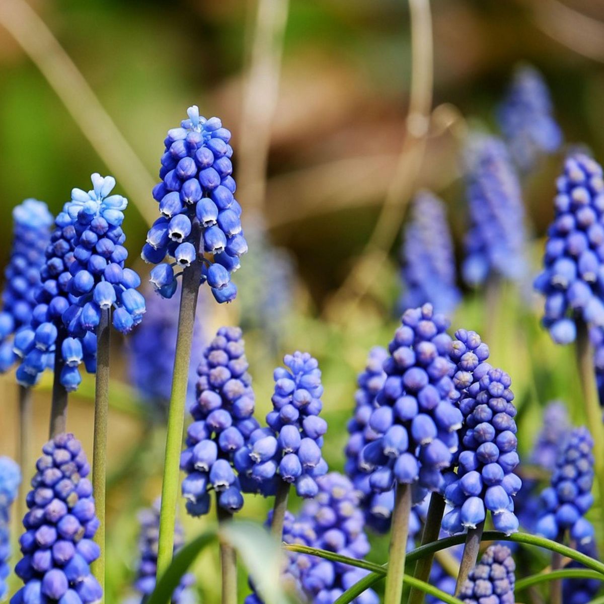 PLANT IN A BOX Mélange de bulbes pour abeilles et papil - Set de 120 - Bulbes à fleurs
