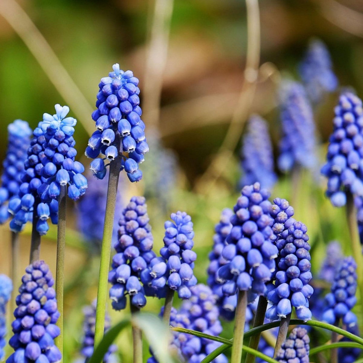 PLANT IN A BOX Mélange de bulbes pour abeilles et papil - Set de 120 - Bulbes à fleurs