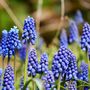 Voir la diapositive 3 : PLANT IN A BOX Mélange de bulbes pour abeilles et papil - Set de 120 - Bulbes à fleurs
