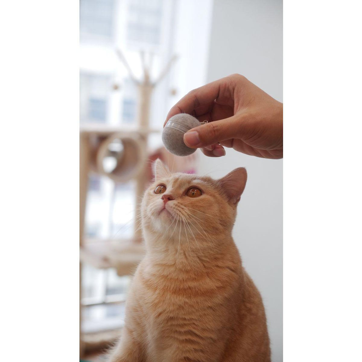 CHEERBLE Jouet Interactive Ball M1 gray