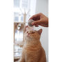 Voir la diapositive 5 : CHEERBLE Jouet Interactive Ball M1 gray