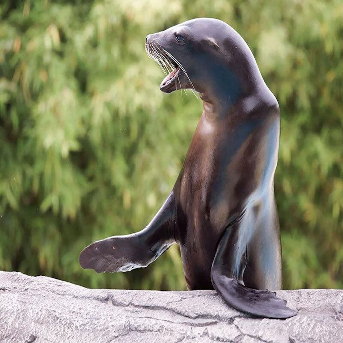 Smartbox Billets pour le ZooParc de Beauval 2026 : 2 entrées adulte et 2 entrées enfant pour 1 journée - Coffret Cadeau Multi-thèmes