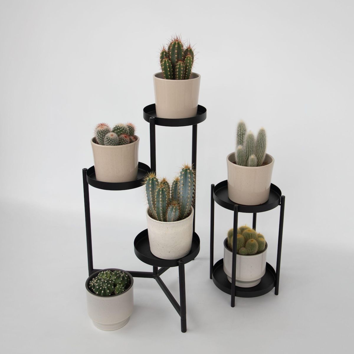 PLANT IN A BOX Mélange de cactus - Lot de 6 - Cactus - Hauteur 15-20cm - ⌀10,5cm