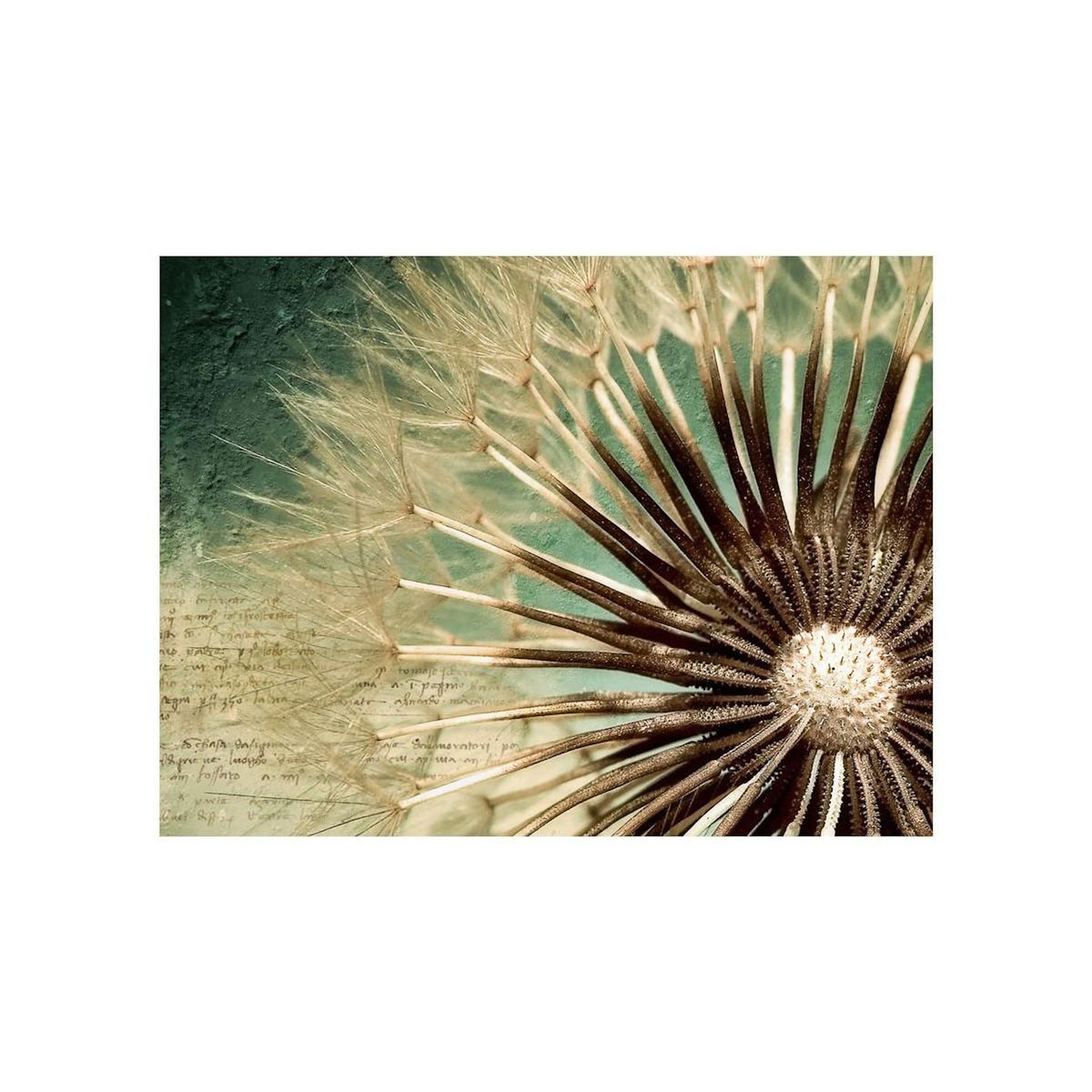 Paris Prix Papier Peint  Focus on Dandelion