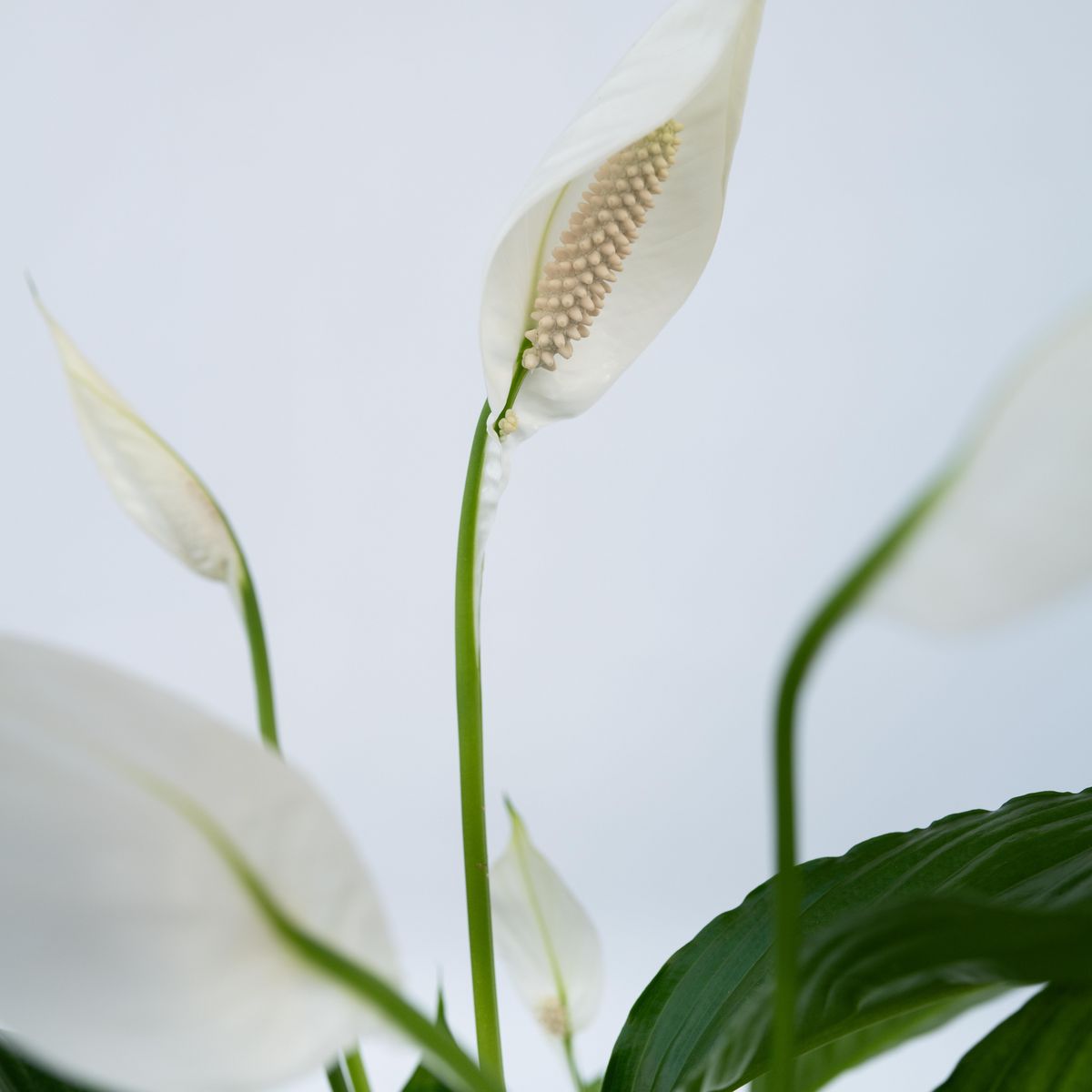 PLANT IN A BOX Fleur de lune - Set de 2 - Spathiphyllum 'Lima' - Hauteur 60-75cm - ⌀17cm