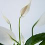 Voir la diapositive 3 : PLANT IN A BOX Fleur de lune - Set de 2 - Spathiphyllum 'Lima' - Hauteur 60-75cm - ⌀17cm