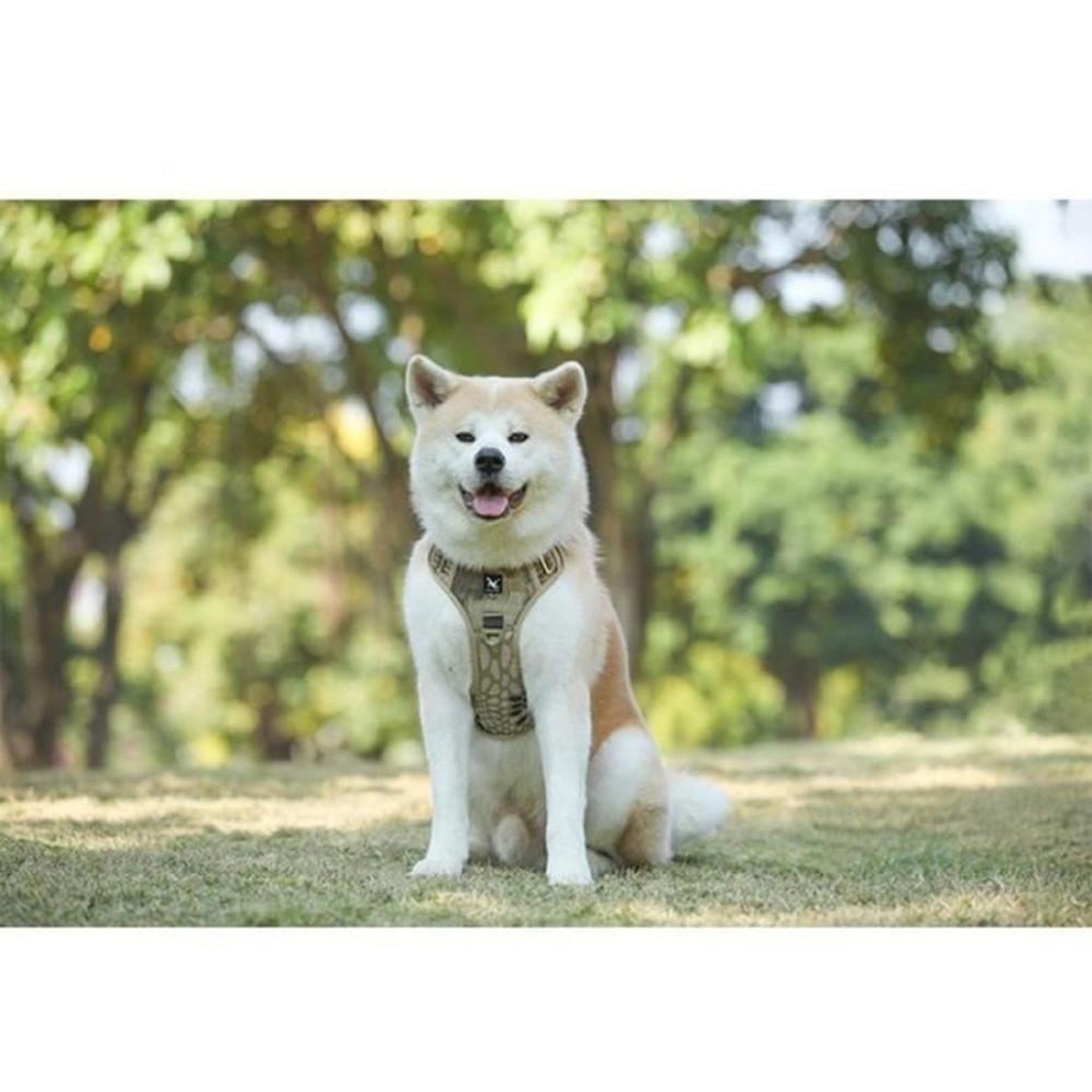 Voir la diapositive 3 : Harnais anti-traction pour chien XL JUPVIERGE avec sangles réfléchissantes, poignée de contrôle et ajustement au cou et à la poitrine, polyester léger