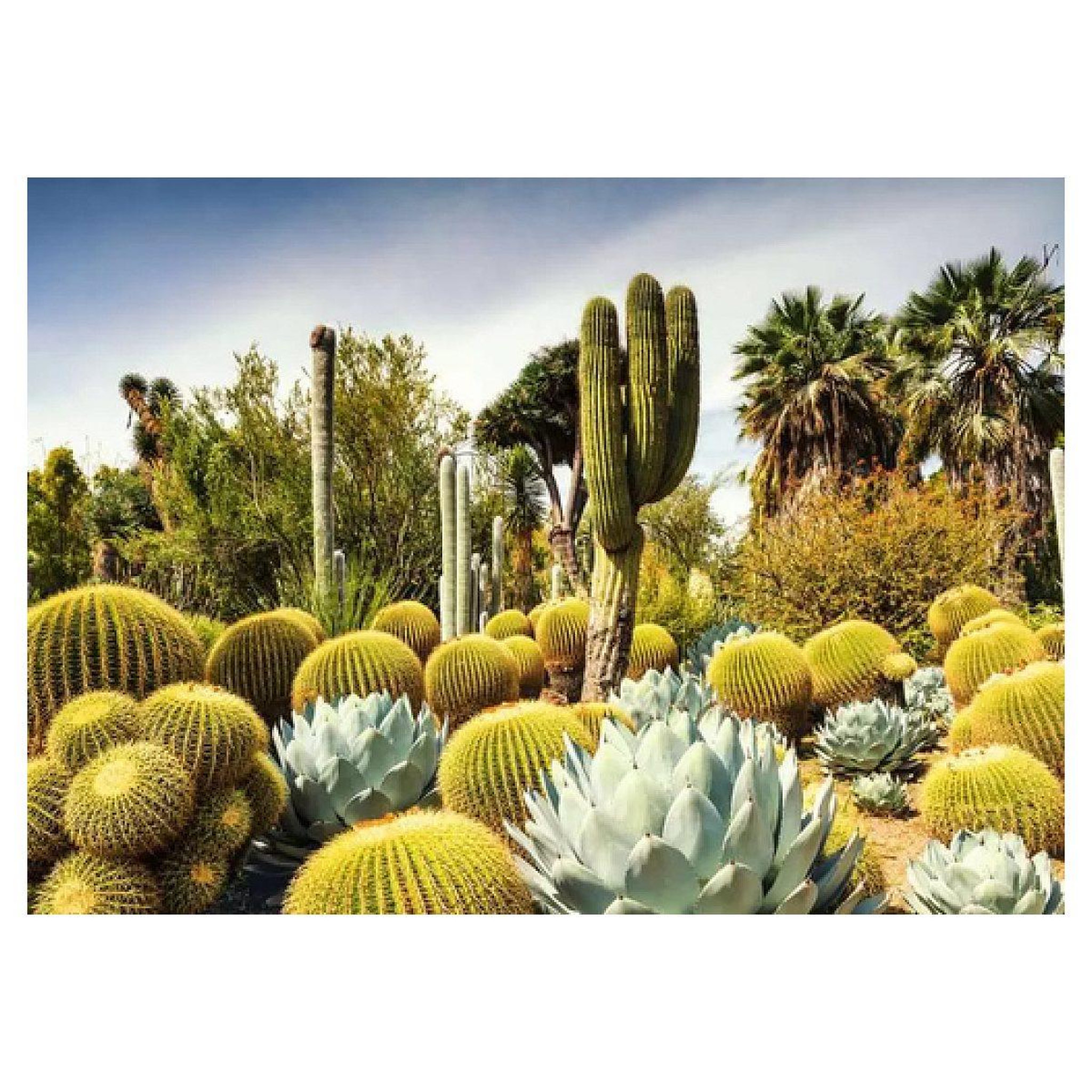 Voir la diapositive 2 : Nathan 1000p puzzle the huntington desert garden usa