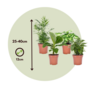 Voir la diapositive 2 : PLANT IN A BOX Mélang de plantes d'intérieur - Set de 4 - Hauteur 25-40cm - ⌀12cm