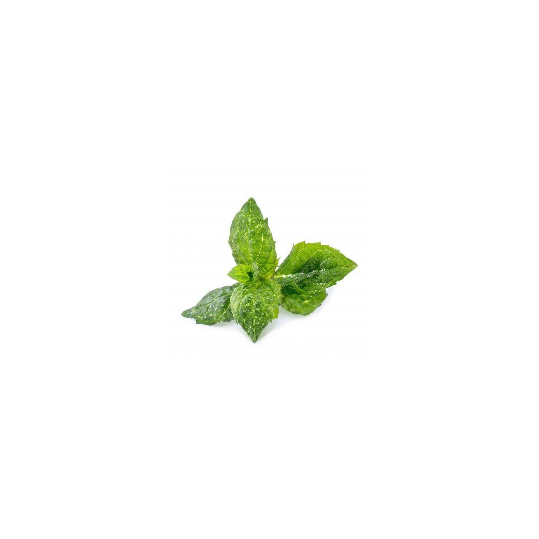 VERITABLE Recharge jardin d'intérieur Menthe Verte BIO