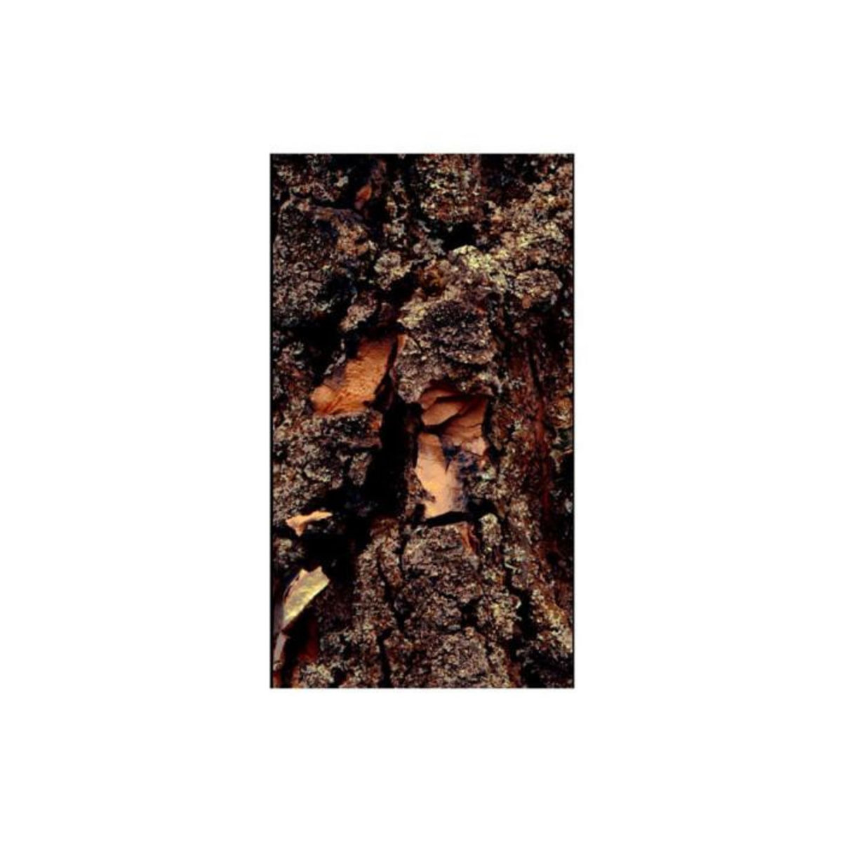 Paris Prix Papier Peint  Time Carved in the Tree  50x1000cm