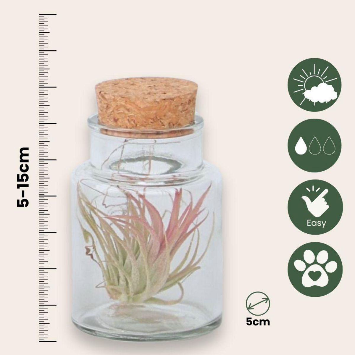 PLANT IN A BOX Plante aérienne - Set de 3 - Tillandsia - Hauteur 5-15cm - ⌀5cm