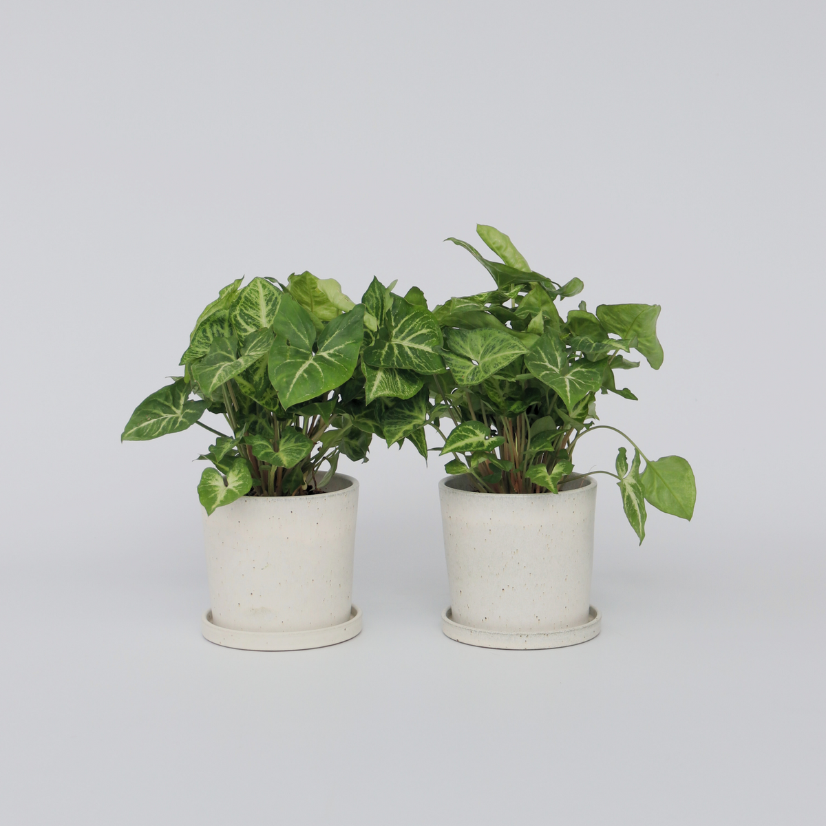 PLANT IN A BOX Patte-d'oie - Set de 2 - Syngonium podophyllum 'Pixie' - Hauteur 25-40cm - ⌀12cm