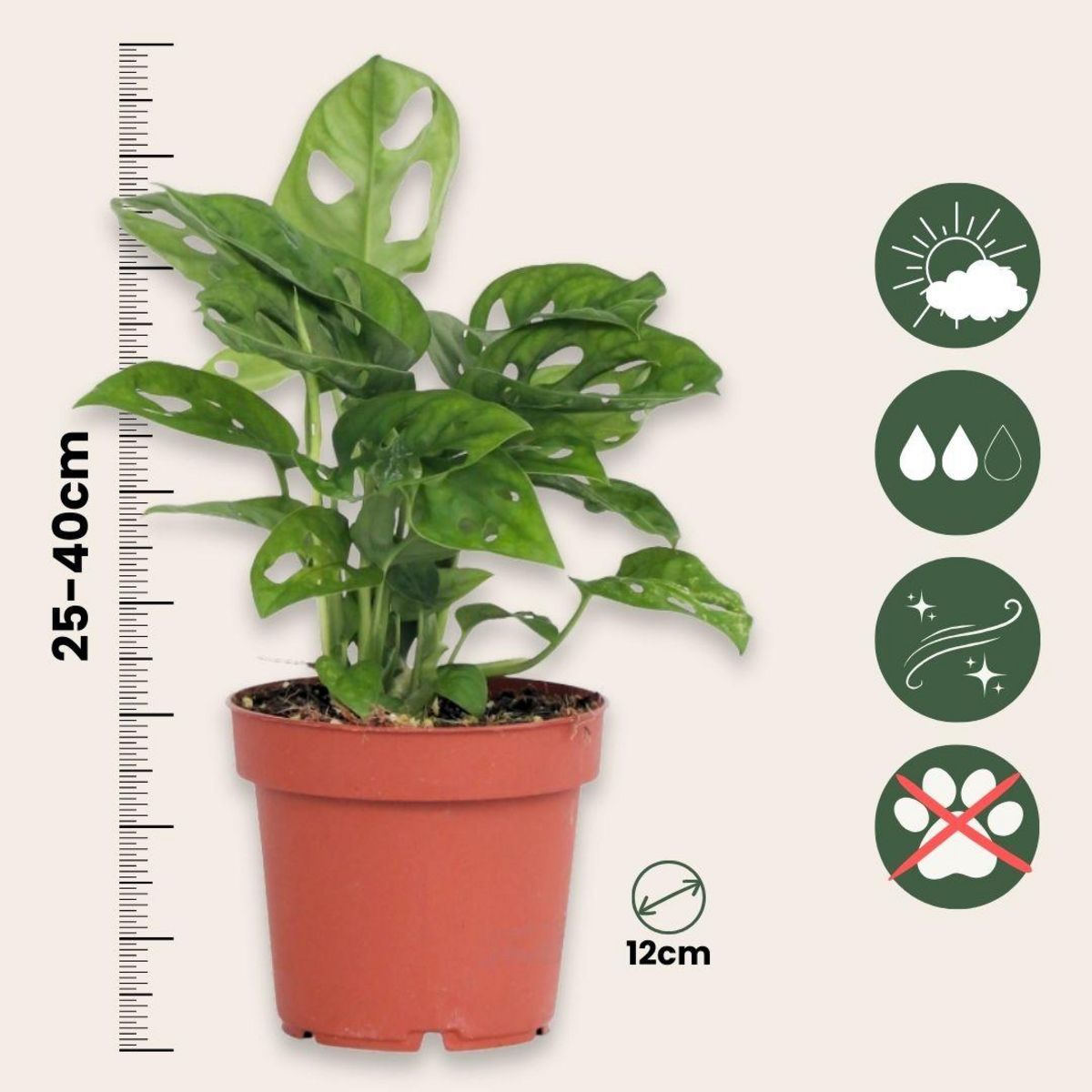 PLANT IN A BOX Plante à trous - Set de 2 - Monstera adansonii 'Monkey Mask' - H25-30cm - ⌀12cm