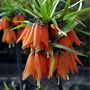 Voir la diapositive 3 : PLANT IN A BOX Fritillaire rouge - Set de 3 - Fritillaria rubra - Bulbes à fleurs - Orange