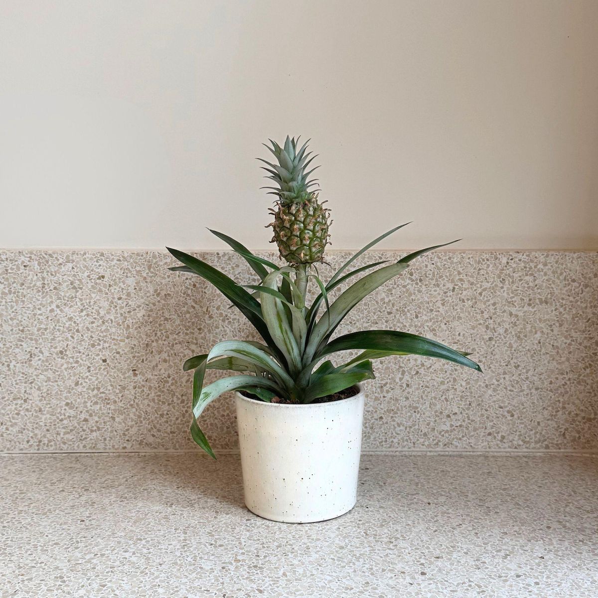 PLANT IN A BOX Ananas d'ornement - Ananas comosus 'Mi Amigo' - Hauteur 35-45cm - ⌀12cm