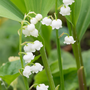 Voir la diapositive 3 : PLANT IN A BOX Muguet de mai - Set de 20 - Convallaria 'Majalis' - Bulbes à fleurs - Blanc