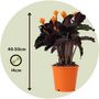 Voir la diapositive 2 : PLANT IN A BOX Calathée - Calathea crocata 'Tassmania' - Hauteur 40-50cm - ⌀14cm