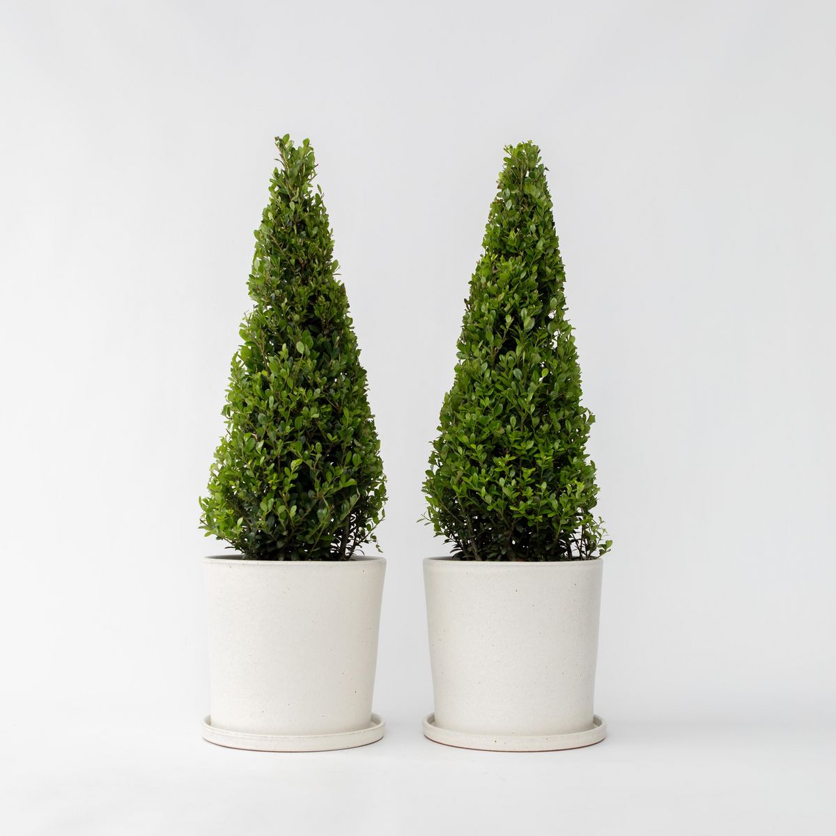 PLANT IN A BOX Houx crenelé - Set de 2 - Ilex crenata 'Jenny' - Hauteur 55-65cm - ⌀21cm