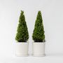 Voir la diapositive 6 : PLANT IN A BOX Houx crenelé - Set de 2 - Ilex crenata 'Jenny' - Hauteur 55-65cm - ⌀21cm