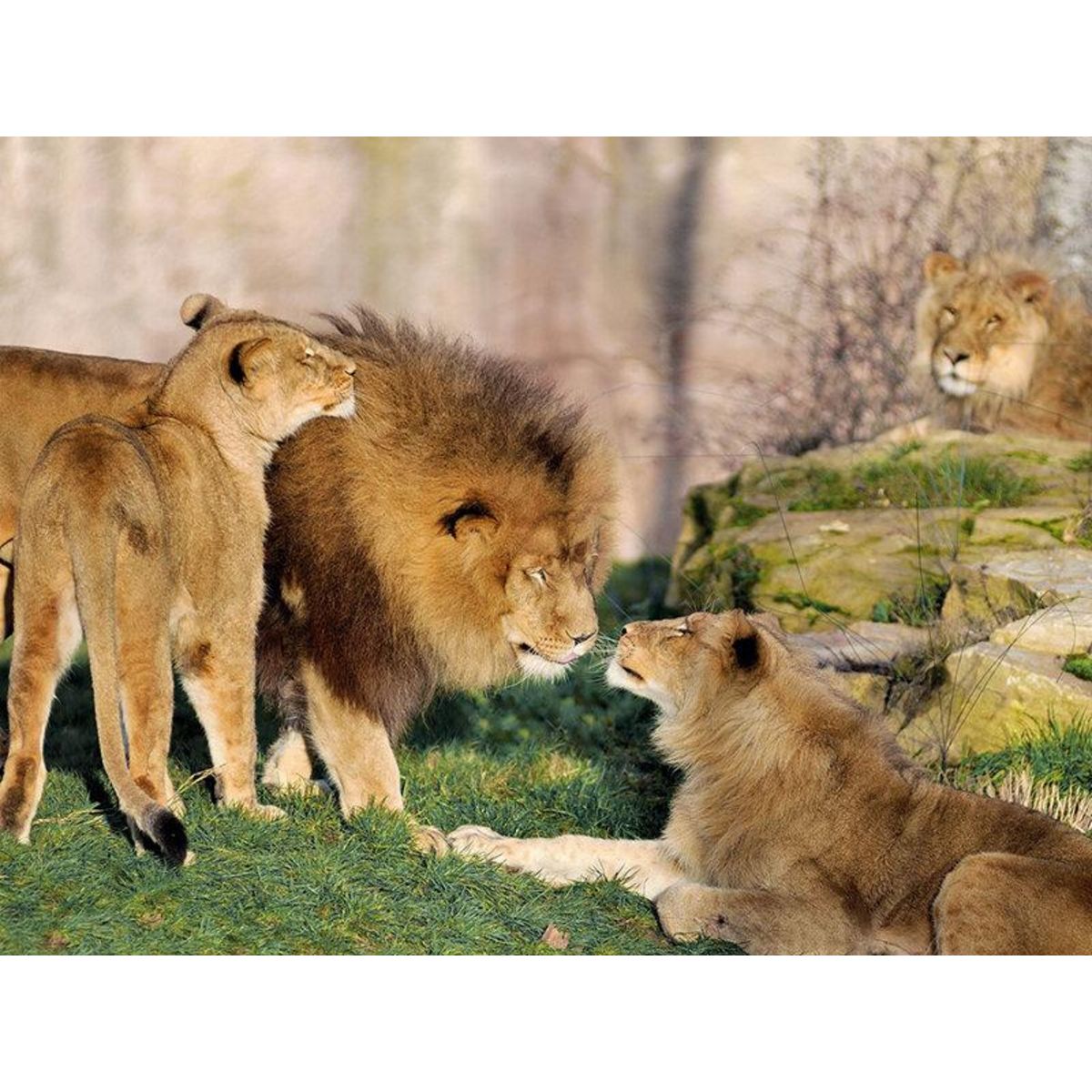 Smartbox Billets pour le ZooParc de Beauval 2025 : 2 entrées adulte pour 1 journée - Coffret Cadeau Multi-thèmes