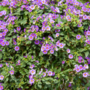 Voir la diapositive 4 : PLANT IN A BOX Solanum - Set de 3 - Lycianthes rantonnetii - Hauteur 25-40cm - ⌀9cm