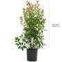 Voir la diapositive 2 : Photinia