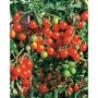 Collection de Tomates - Les 4 sachets / 0.82g chacun / ±990 graines - Willemse
