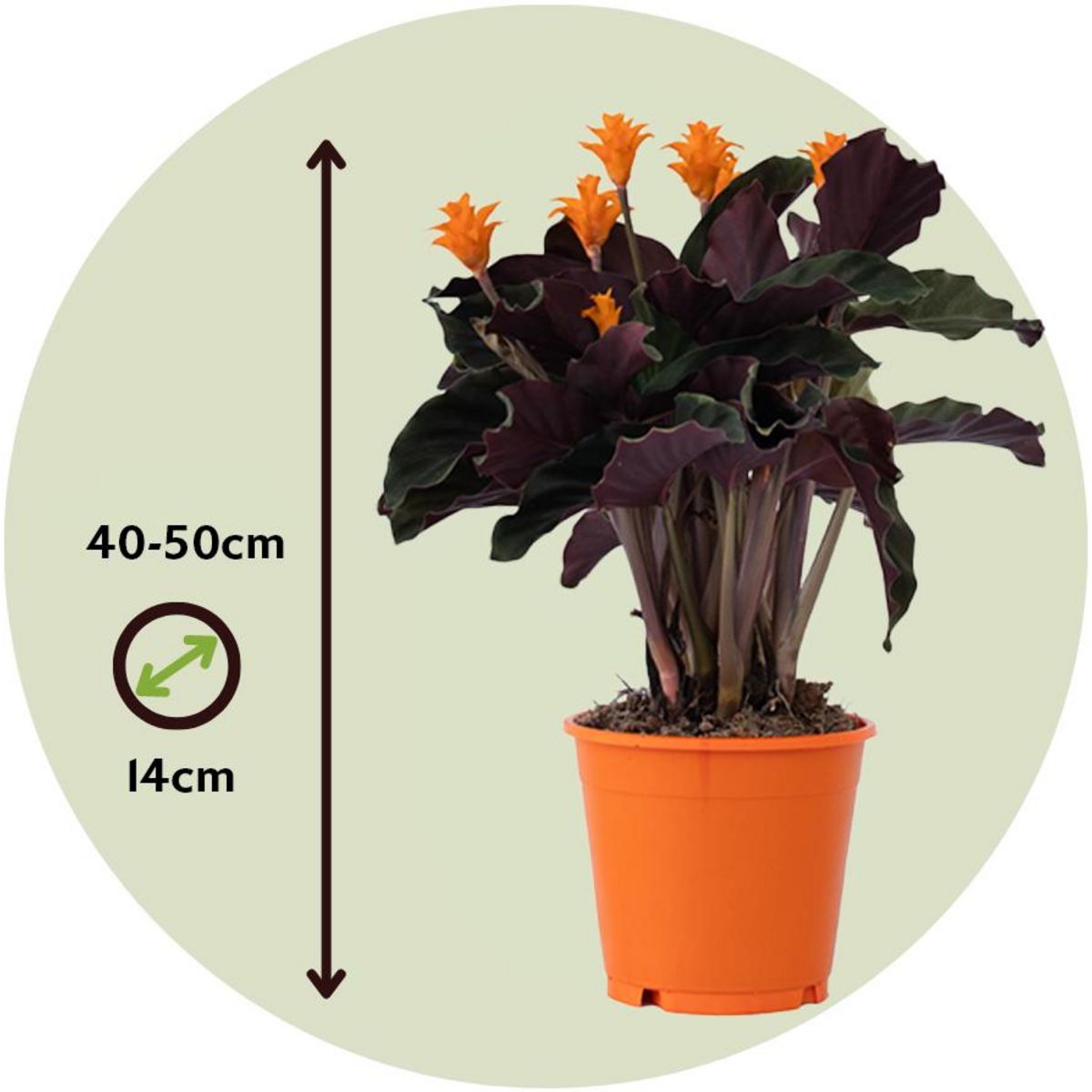 PLANT IN A BOX Calathée - Set de 2 - Calathea crocata 'Tassmania' - Hauteur 40-50cm - ⌀14cm
