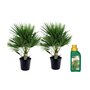 Voir la diapositive 1 : PLANT IN A BOX Palmier nain - Set de 2 - Chamaerops humilis - Hauteur 70-80cm - ⌀21cm
