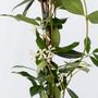 Voir la diapositive 3 : PLANT IN A BOX Jasmin étoilé - Set de 2 - Trachelospermum jasminoides - H110-120cm - ⌀17cm