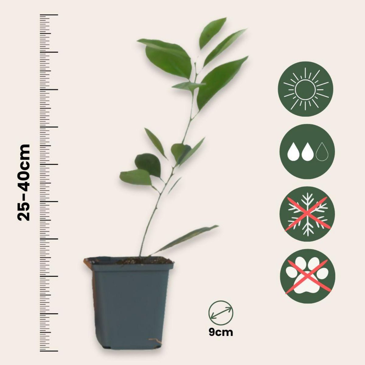 PLANT IN A BOX Oranger - Lot de 3 - Citrus mitis Calamondin - Hauteur 25-40cm - ⌀9cm