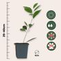 Voir la diapositive 2 : PLANT IN A BOX Oranger - Lot de 3 - Citrus mitis Calamondin - Hauteur 25-40cm - ⌀9cm