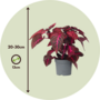 Voir la diapositive 2 : PLANT IN A BOX Feuille de sang - Iresine herbstii - Hauteur 20-30cm - ⌀13cm