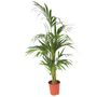 Voir la diapositive 1 : PLANT IN A BOX Palmier Kentia - Howea forsteriana - Hauteur 130-140cm - ⌀21cm