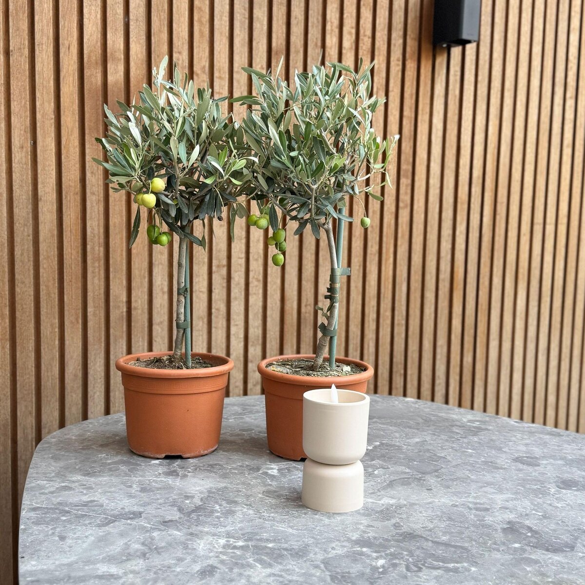 PLANT IN A BOX Olivier - Set de 2 - Olea europaea - Hauteur 50-60cm - ⌀14cm