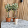 Voir la diapositive 4 : PLANT IN A BOX Olivier - Set de 2 - Olea europaea - Hauteur 50-60cm - ⌀14cm
