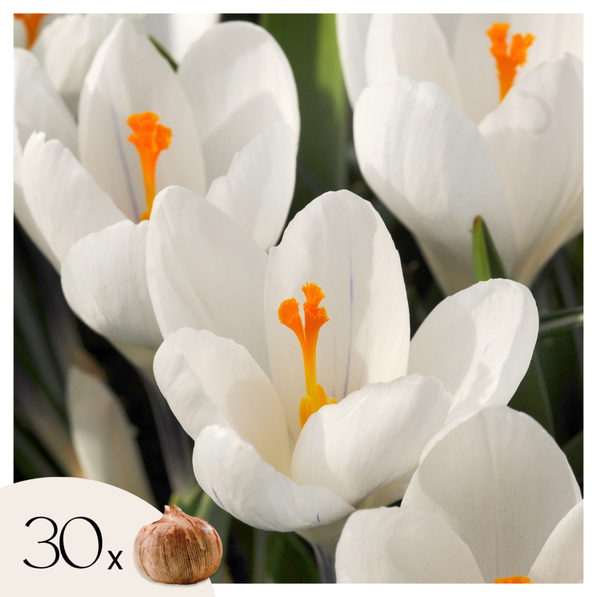 PLANT IN A BOX Fleur printanière - Set de 30 - Crocus 'White' - Bulbes à fleurs - Blanc