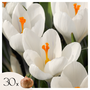 Voir la diapositive 1 : PLANT IN A BOX Fleur printanière - Set de 30 - Crocus 'White' - Bulbes à fleurs - Blanc