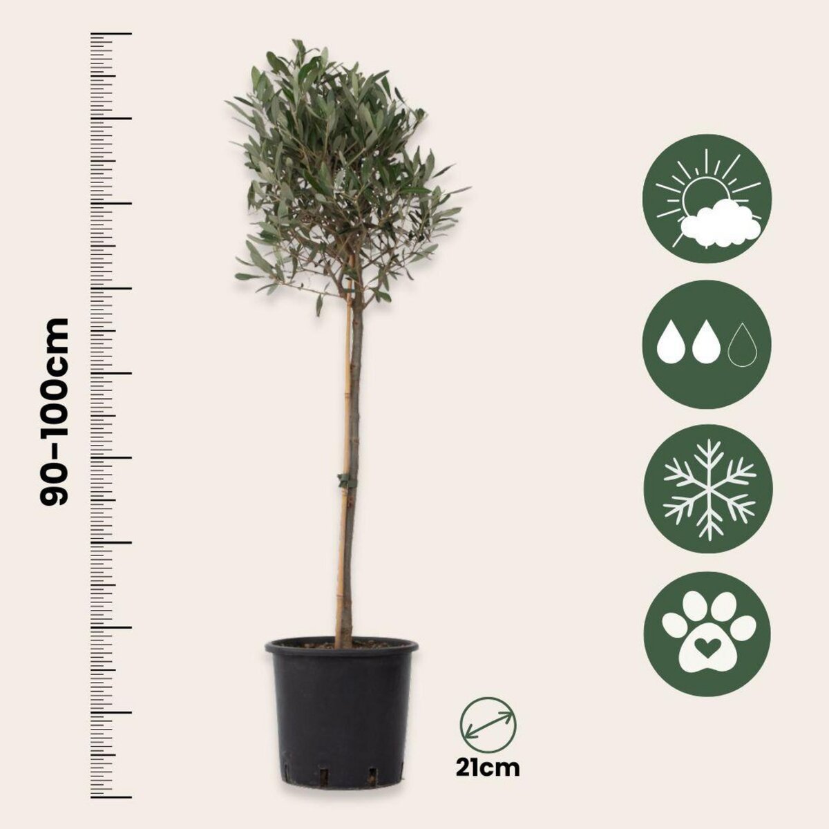 PLANT IN A BOX Olivier - Olea europaea - Hauteur 90-100cm - ⌀21cm