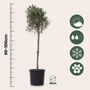 Voir la diapositive 2 : PLANT IN A BOX Olivier - Olea europaea - Hauteur 90-100cm - ⌀21cm